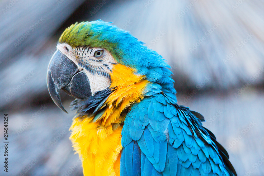 Obraz premium Close up of blue and gold Macaw parrot, Ara ararauna, South American parrot with blue top parts and yellow underparts and green forehead. 