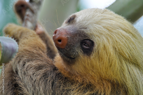 Sloth hanging