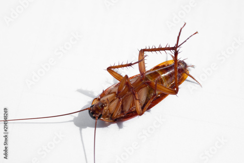 close up of cockroach on white background.