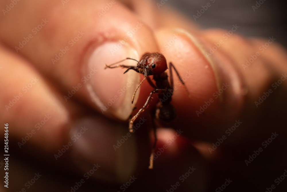 Ant fighting for its life Ant fighting for its life