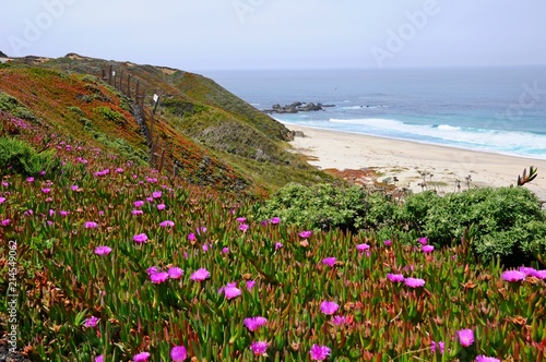 Beautiful beach with colorful plants in Spring near Big Sur on 17 mile Drive in California, United States