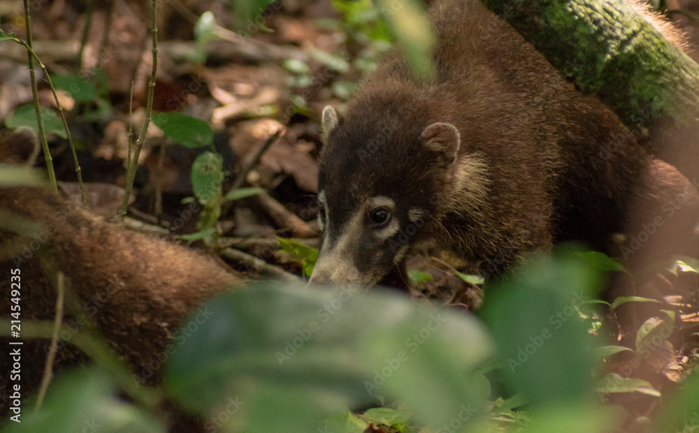 Coati in search of food Coati in search of food