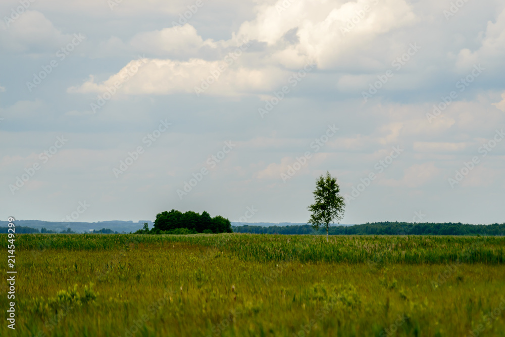Meadow of Biebrza Natural Park with single trees Meadow of Biebrza Natural Park with single trees