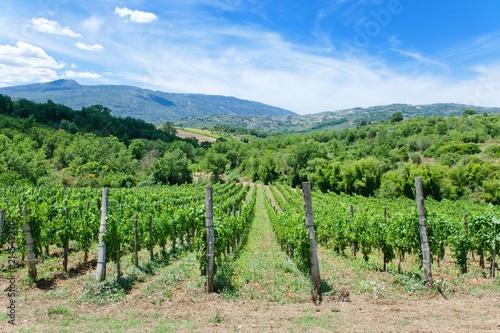 Unripe branches of green grapes in a vineyard on a summer day in southern Italy.