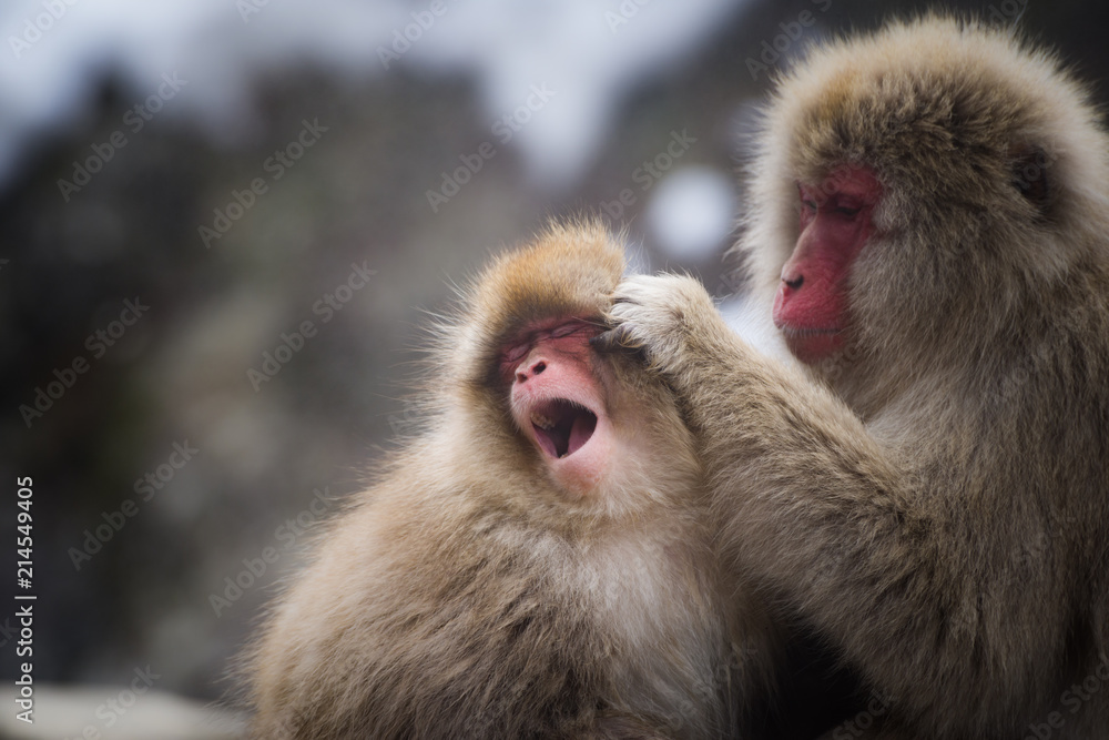 Naklejka premium けづくろい