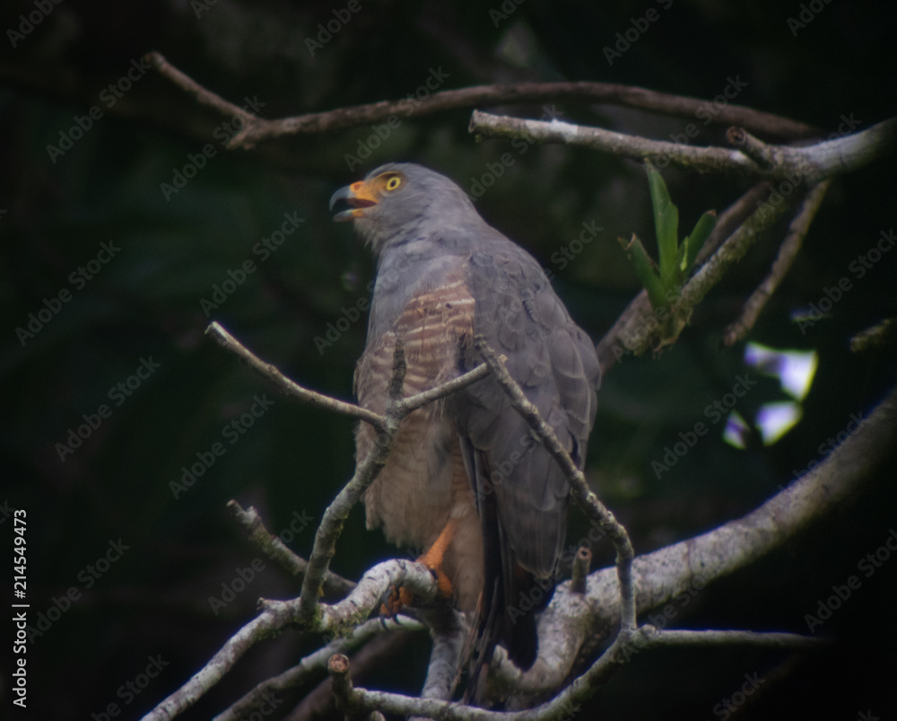 Wild Hawk in Corcovado National Park Wild Hawk in Corcovado National Park