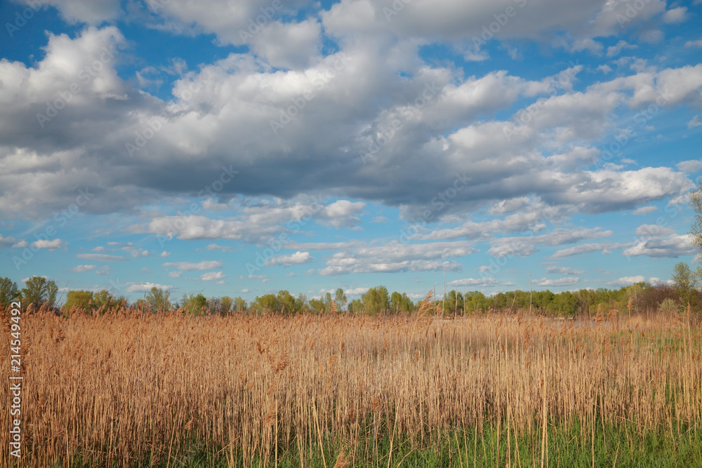 Spring natural landscape