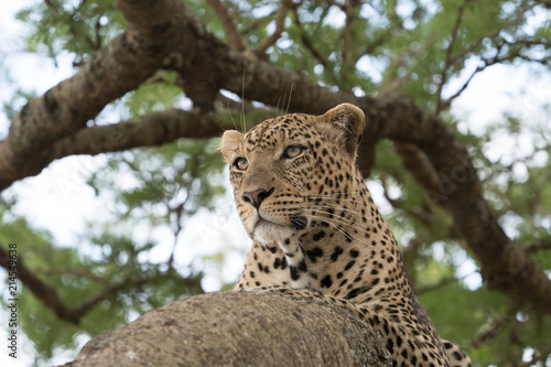 タンザニアの木登りヒョウの顔 © Masao Oikawa