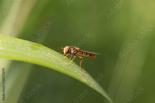 The insect sits on a green. Macro with blurred background. Fighting pests of the crop. Pollination of plant flowers. Flora and fauna of a region with a temperate climate. Natural science and school © Xato Lux