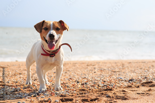 Dog Jack Russell on the beach © Evgenia Tiplyashina