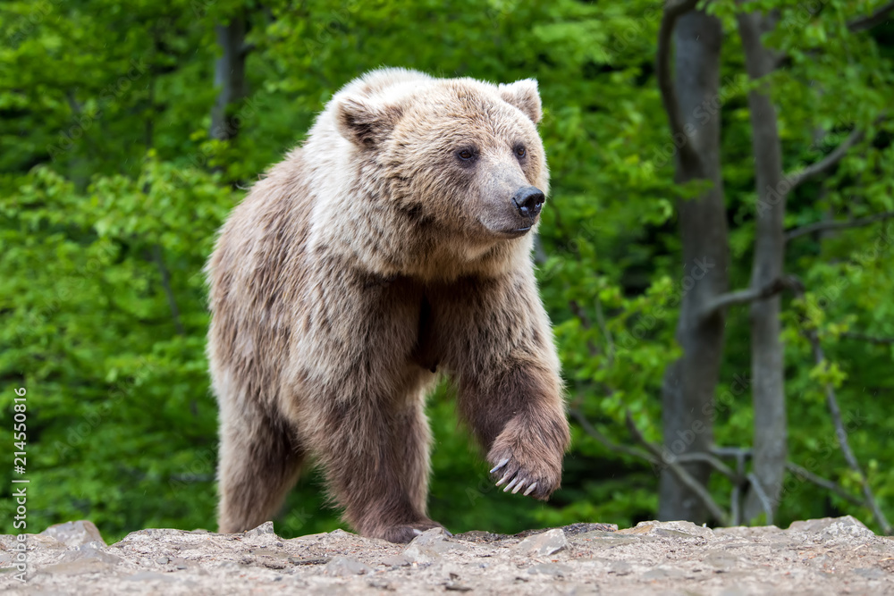 Fototapeta premium European brown bear in a forest landscape