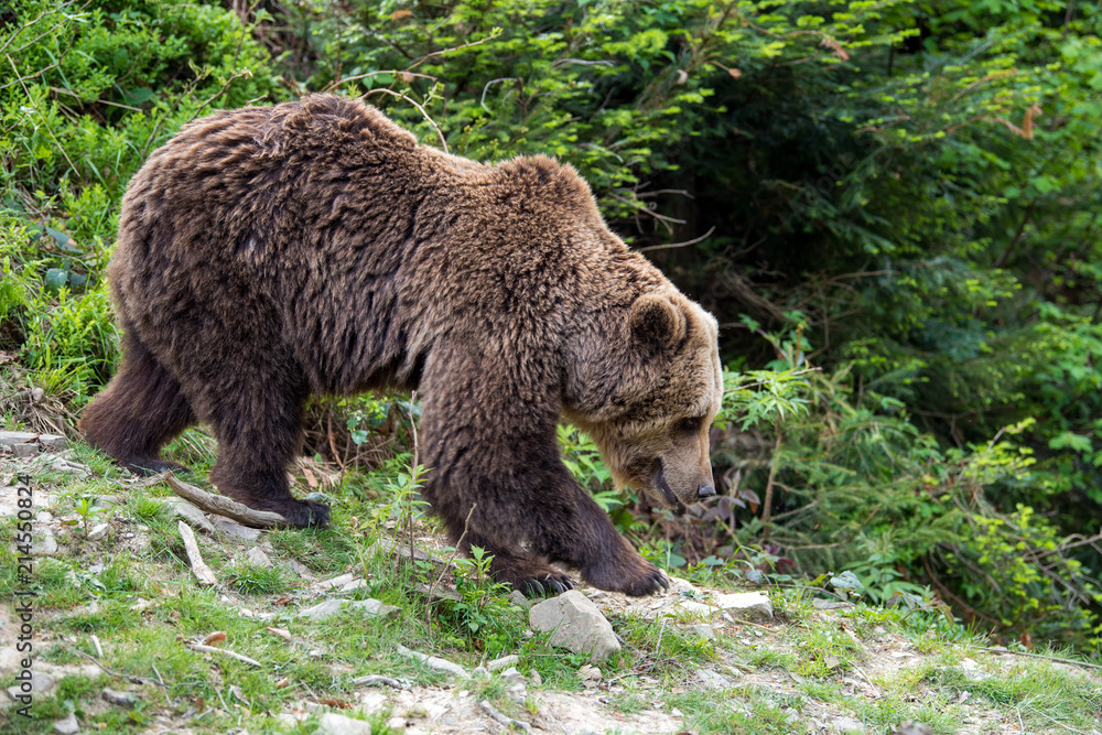European brown bear in a forest landscape European brown bear in a forest landscape