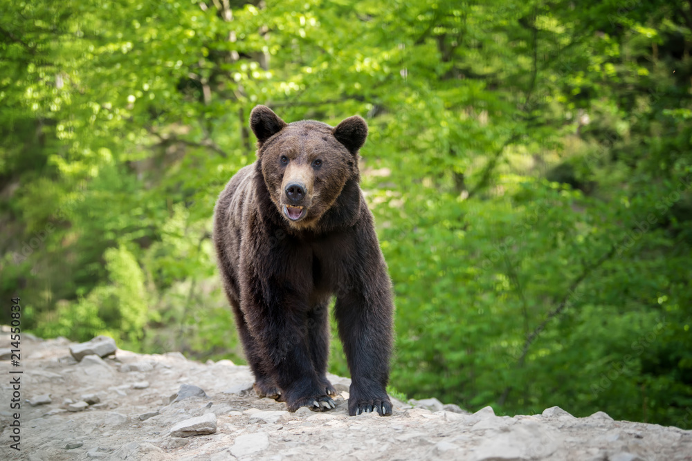 Fototapeta premium European brown bear in a forest landscape