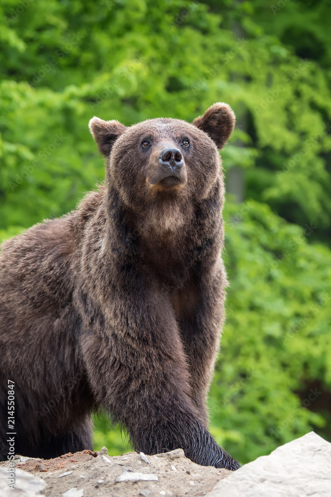 European brown bear in a forest landscape European brown bear in a forest landscape