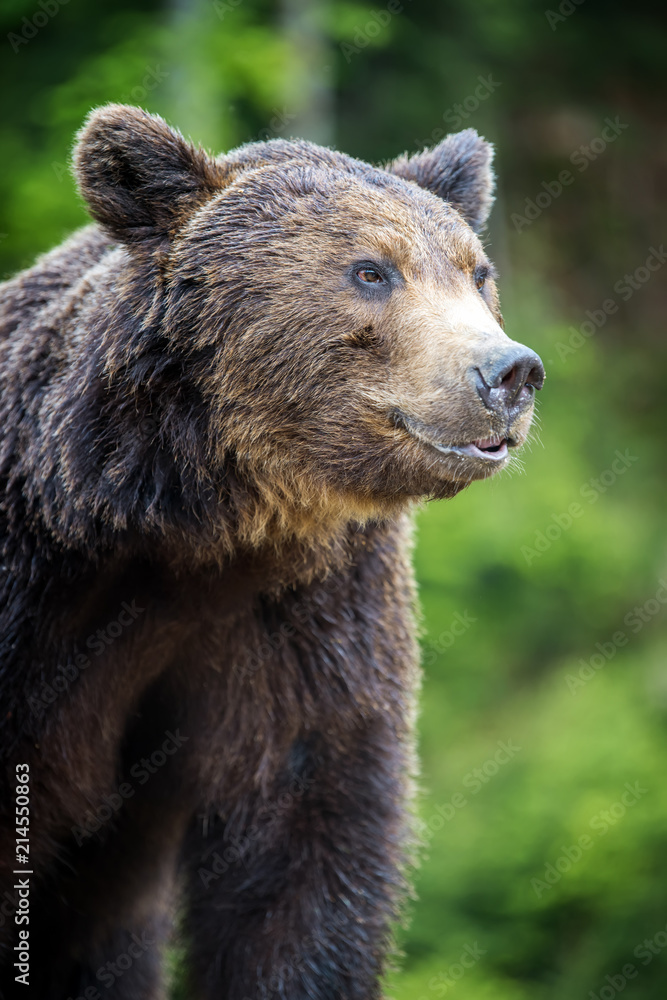 Brown bear (Ursus arctos) portrait in forest