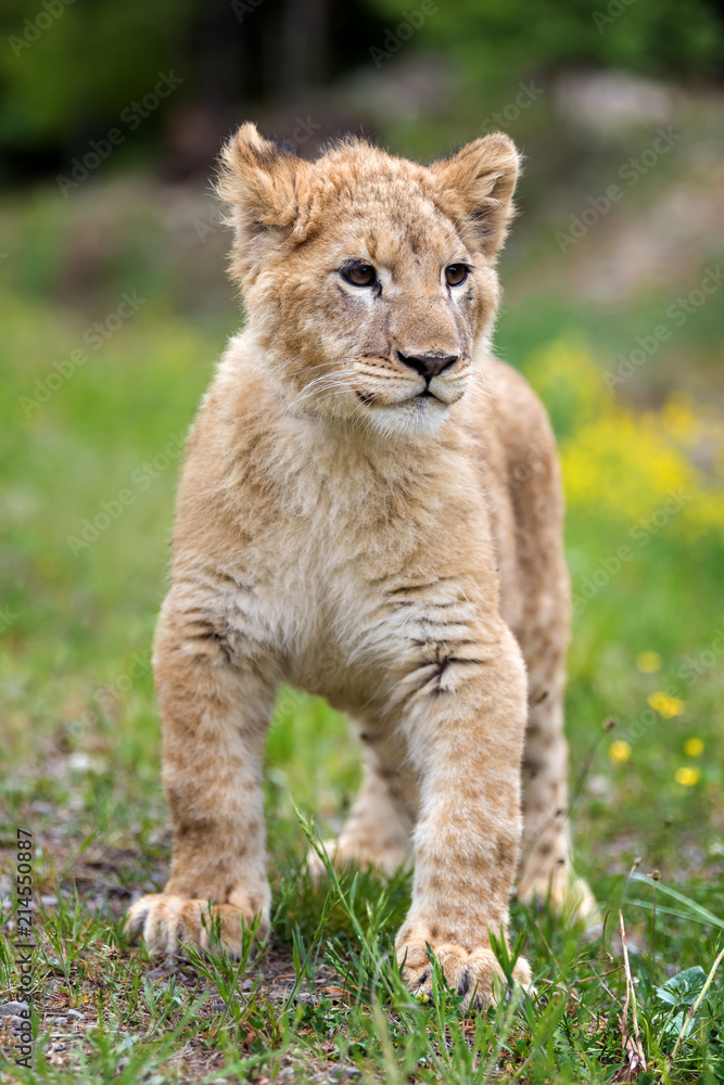 Young lion cub in the wild Young lion cub in the wild