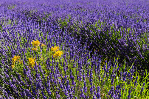 traditional lavender field in Haute-Provence