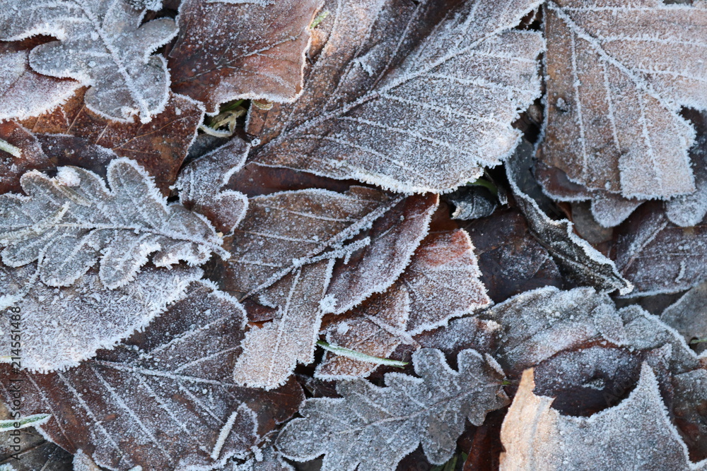 Frosted leaves Frosted leaves