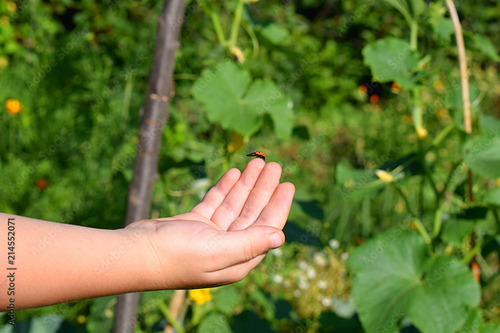 The ladybird prepares for take-off from the child's hand. The ladybird prepares for take-off from the child's hand.