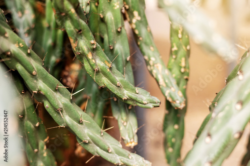 Cactus at sunlight of dry.