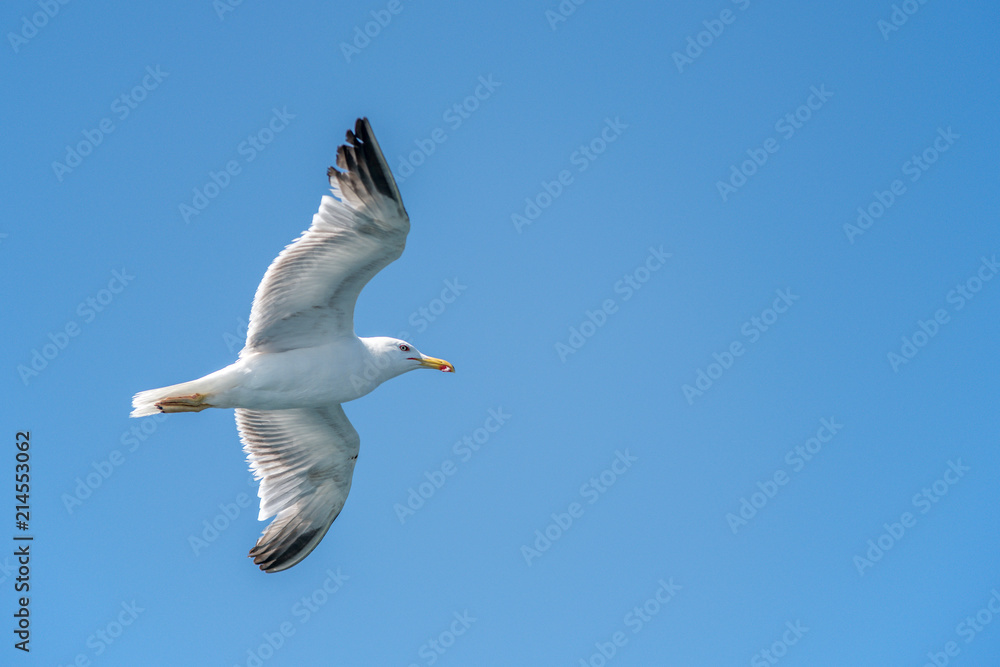 flying seagull in sardinia