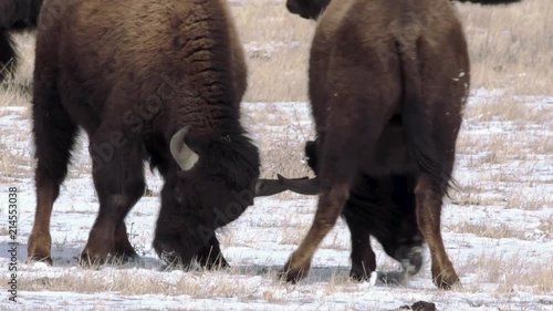 Bison play fight on a cold winter morning in Colorado