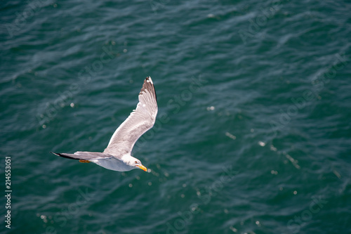 flying seagull in sardinia © sonnenklang