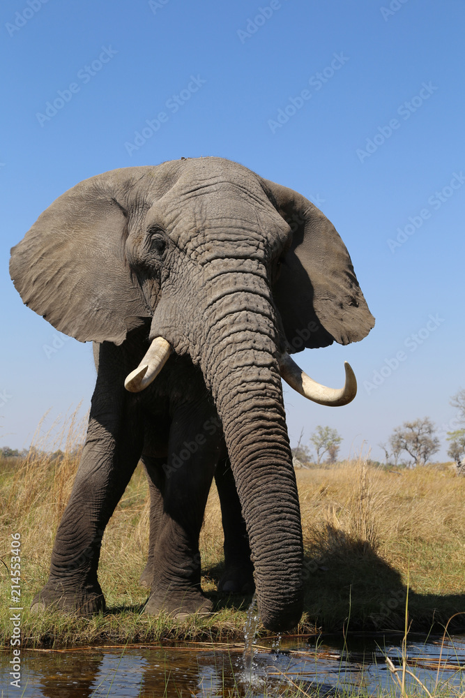 Fototapeta premium Elephants (Loxodonta africana) - Okavango Delta in Botswana Africa