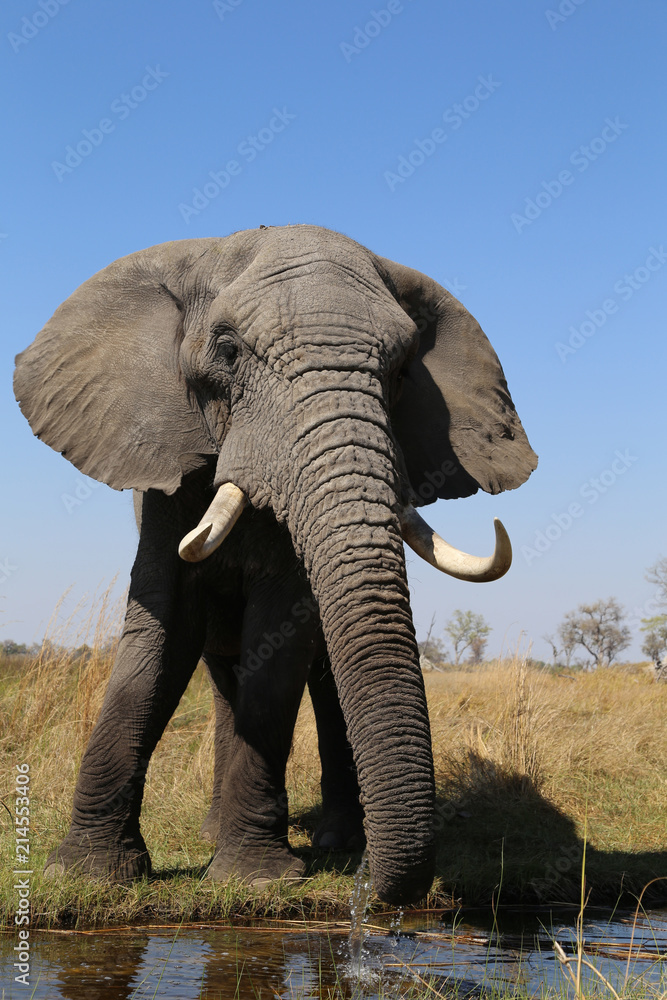Elephants  (Loxodonta africana) - Okavango Delta in Botswana Africa