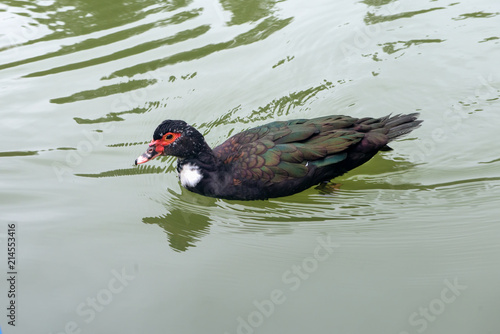 Muscovy duck (Cairina moschata) floats on the water of the lake in late autumn