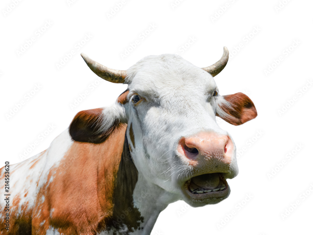 Cow isolated. Red funny cow portrait close up. Talking cow. Farm animals. Cow isolated. Red funny cow portrait close up. Talking cow. Farm animals.