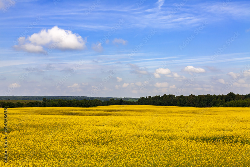 Rape field against a background of forest and sky with clouds