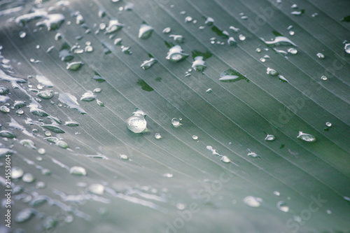 Rain drops on a bright green leaf in the morning air.