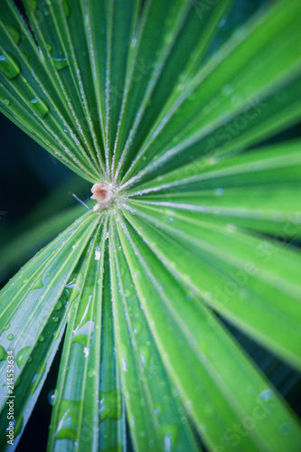 Rain drops on a bright green leaf in the morning air.