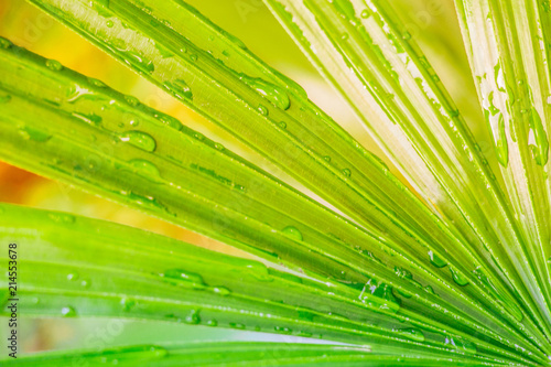 Rain drops on a bright green leaf in the morning air.