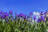 Purple irises on a background of blue sky with the clouds