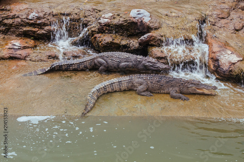 Crocodile at the zoo in Thailand