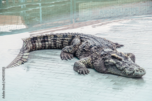 Crocodile at the zoo in Thailand