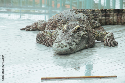 Crocodile at the zoo in Thailand