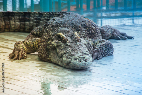 Crocodile at the zoo in Thailand