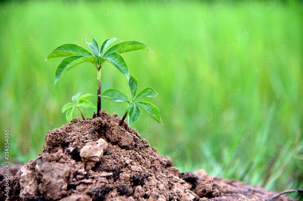 baby plants in soil on green nature background, earth and ecology concepts environmental. baby plants in soil on green nature background, earth and ecology concepts environmental.