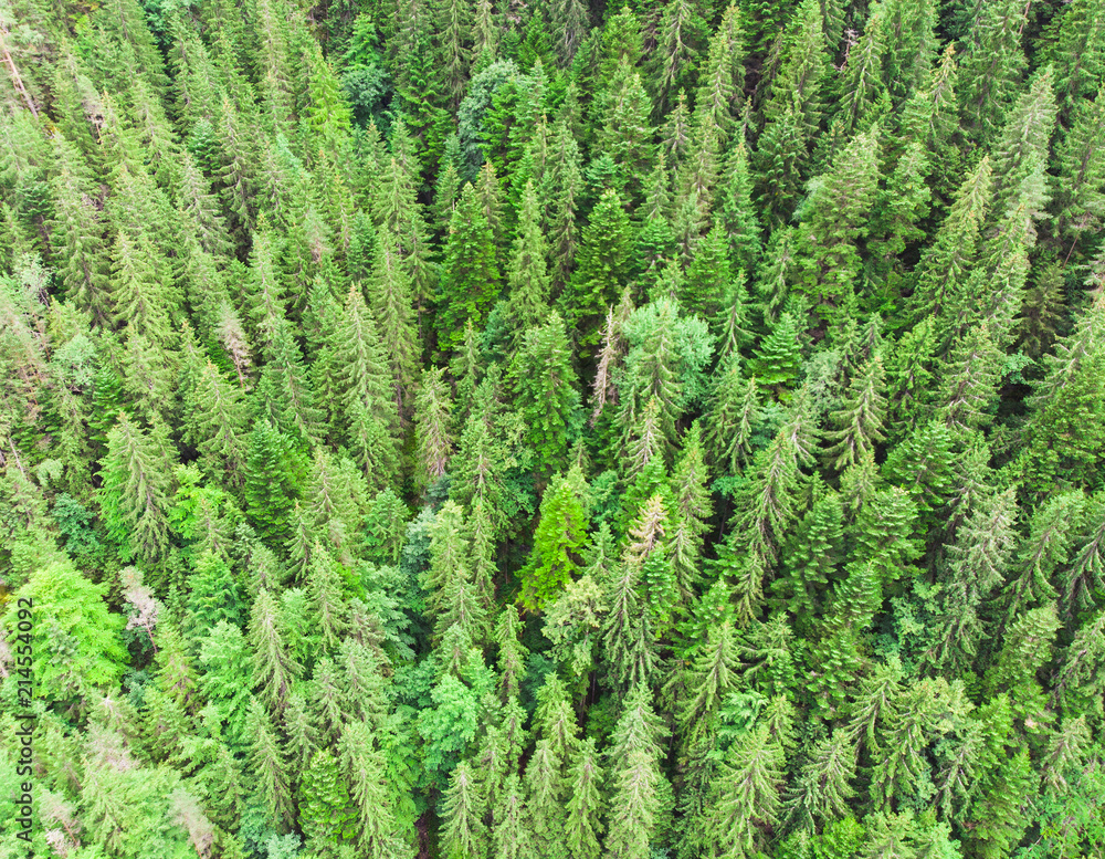 aerial view of green tree forest from the drone aerial view of green tree forest from the drone