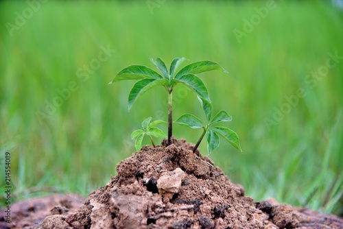 baby plants in soil on green nature background, earth and ecology concepts environmental.