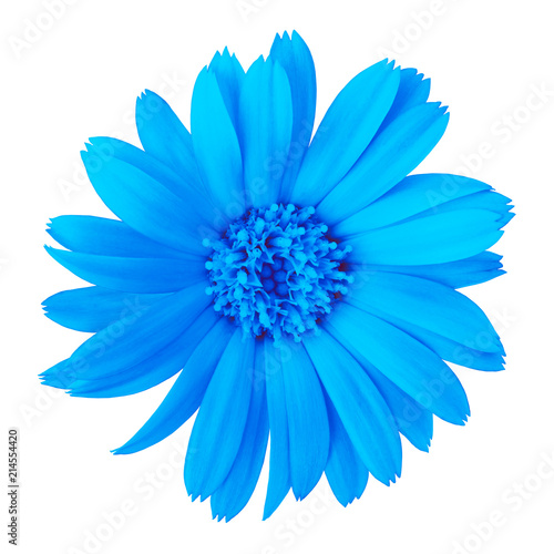 flower blue calendula, isolated on a white background. Close-up. Element of design.