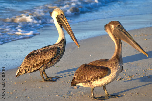 Pelican is a large bird with a large beak and a bag for fish