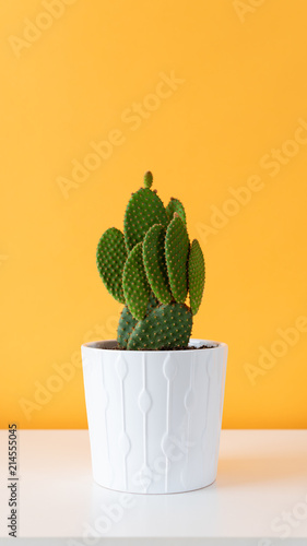 Cactus plant in white pot. Potted cactus house plant on white shelf against pastel mustard colored wall.
