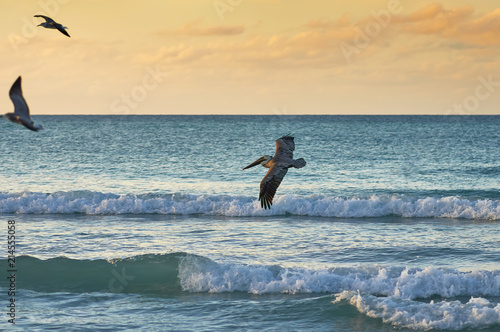 Pelican flies over the sea on a summer evening