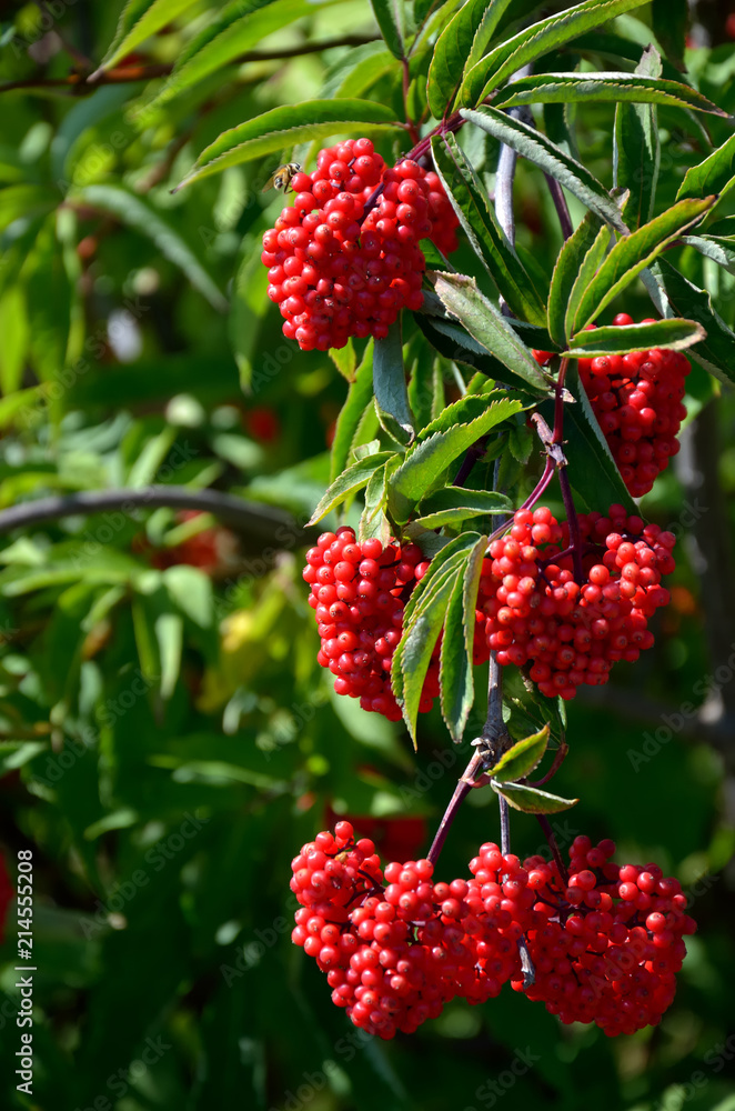 Branch of red elderberry with bunches of ripe berries Branch of red elderberry with bunches of ripe berries