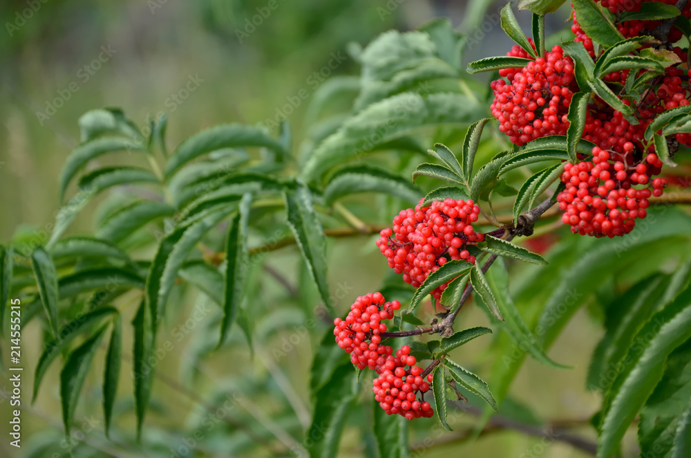 Branch of red elderberry with bunches of ripe berries Branch of red elderberry with bunches of ripe berries