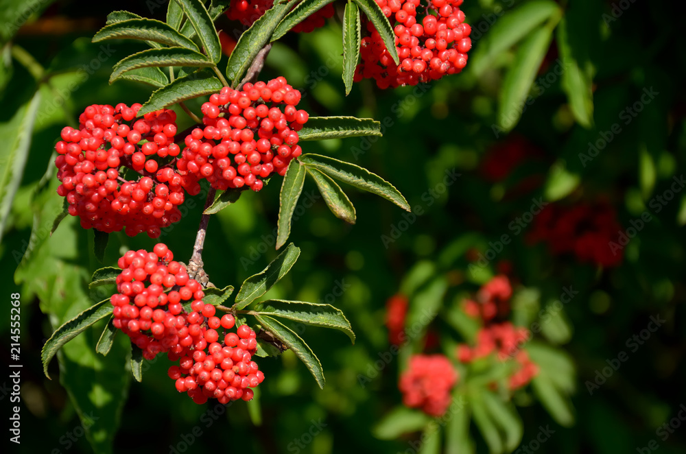 Branch of red elderberry with bunches of ripe berries Branch of red elderberry with bunches of ripe berries